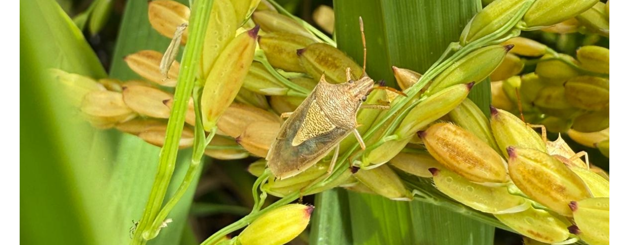 Applied Plant-Insect Interactions